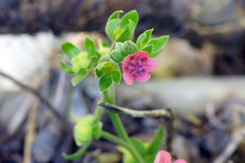 Cynoglossum creticum